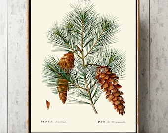 Pinecone Print Wall Art TDA26 Beautiful Antique Botanical Pine Cone Tree Branch Winter Green Forest Outdoor Nature Home Room Decor to Frame