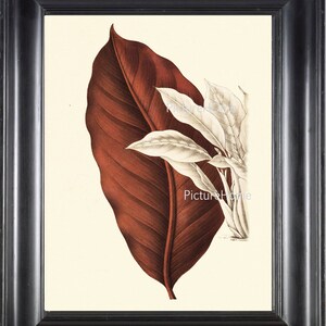 Botanical Print TREE LEAF H5 Beautiful 8X10 Antique Tree Leaves Forest Garden Nature Room Wall Decoration to Frame Interior Design