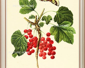 Red Currant Botanical Print 124 Beautiful 8X10 Antique Redoute Art Room Decoration Wall Art to Frame Pink Garden Nature Summer Spring