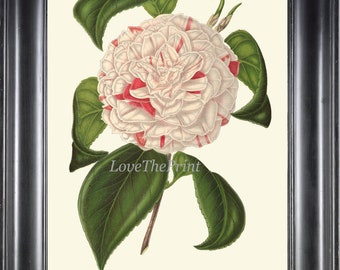 Botanical Print IH444 CAMELLIA Beautiful Antique White Pink Flower Garden Nature Plant Drawing Illustration Home Wall Room Decor to Frame