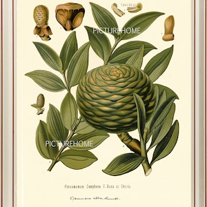 Impression botanique 3 KOHLER Belle antique graines de fleurs vertes Plante Carte d’art Décoration Salle Floraison Floraison Jardin Nature to Frame
