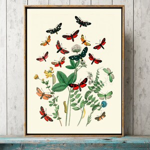 Butterfly Print Wall Art EBM6 Beautiful Antique Red Green Butterflies Caterpillar Insect Botanical Flower Wildflowers Home Decor to Frame