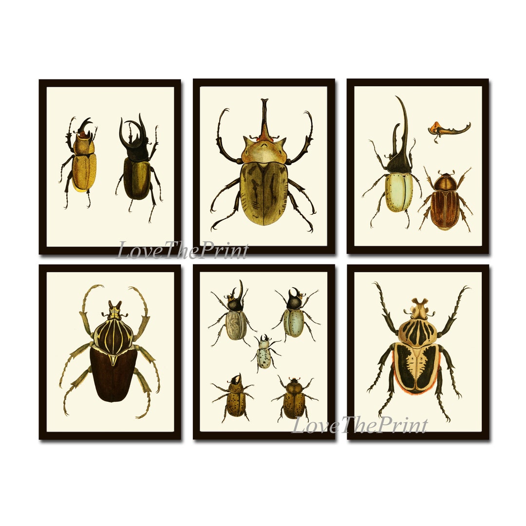 Beetle Wall Art Print Set of 6 Prints Beautiful Antique Beetles Garden