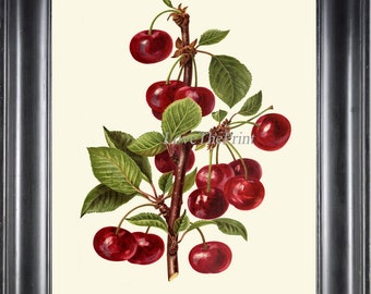 Cerezas Botanical Print IH834 Hermosa Antigua Vintage Rojo Cereza Fruta árbol Rama Jardín Cocina Comedor Pared Arte Decoración a Marco