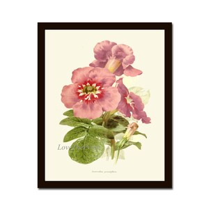 Incarvillea rosa flores botánico pared arte impresión IH780 hermosa planta antigua para mariposas y colirios home decoración para enmarcar IH