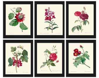 Botanical Wall Art Print set of 6 Red Burgundy Maroon Passion Fruit Roses Sweet Pea Currant Vintage Antique Flowers Home Decor to Frame RFL