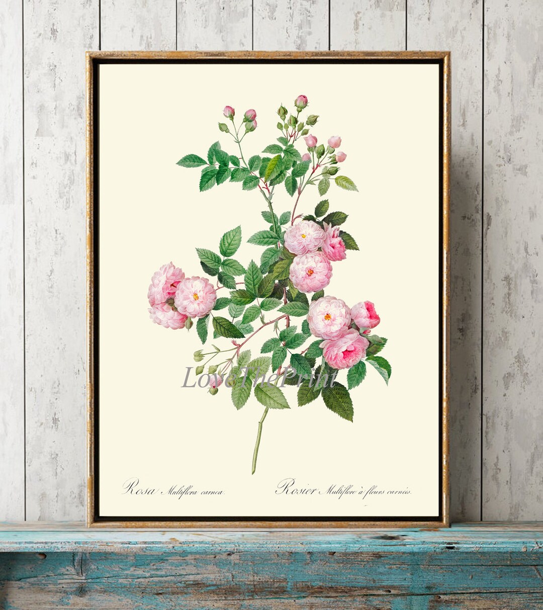 Pink Rose Botanical Wall Art Print LRR12 Beautiful Antique French ...