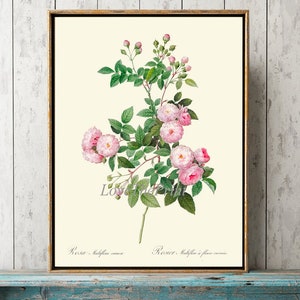 Pink Rose Botanical Wall Art Print LRR12 Beautiful Antique French Garden Flowers Home Room Decor Cottage Interior Design Decoration to Frame