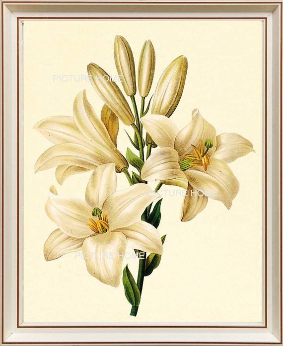 REDUTE ルドゥーテ ユリ ボタニカルアート