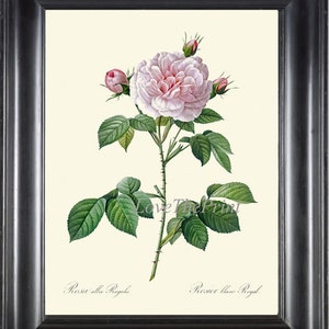 Pink Rose Flower Botanical Wall Art Print LRR2 Beautiful Antique French Garden Home Room Decor Cottage Interior Design Decoration to Frame