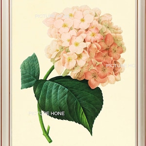 Hydrangea Botanical Print 58 Beautiful 8X10 Antique Redoute Art Room Decoration Wall Art to Frame Pink Garden Nature Summer Spring