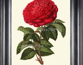 FRENCH ROSE Botanical Art Print H495 Beautiful Antique Red Flower Garden Nature Illustration Drawing Interior Design Home Wall Room Decor