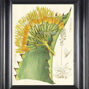 Botanische Print Aloë Cactus B4 prachtige 8 X 10 grote antieke bloeiende tropische Plant bloem grafiek Decor interieur wanddecoratie naar Frame