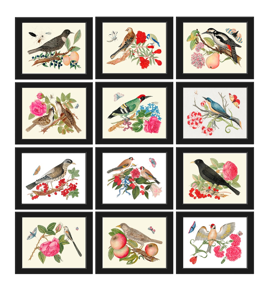 Bird Prints Botanical Wall Art Set of 12 Beautiful Antique Fruit ...
