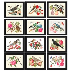 Bird Prints Botanical Wall Art Set of 12 Beautiful  Antique Fruit Flowers Roses Tulip Carnation Interior Design Home Decor to Frame BOT