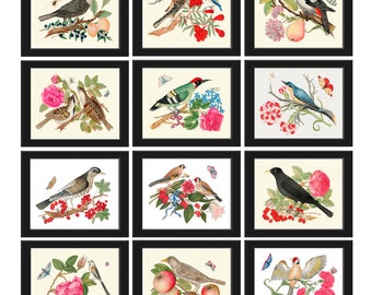 Può includere: Dodici illustrazioni incorniciate di uccelli appollaiati su rami con fiori e frutti. Gli uccelli sono raffigurati in uno stile vintage con pennellate dettagliate e colori vivaci.