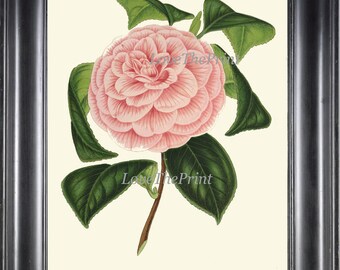 CAMELLIA Botanical Art Print IH486 Linda Antiguidade Rosa Flor Jardim Natureza Ilustração Desenho Design de Interiores Decoração de Parede para Moldura