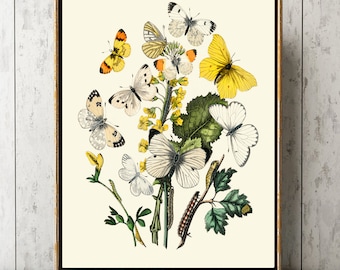 Butterfly Print Wall Art EBM2 Beautiful Antique Yellow White Moth Butterflies Caterpillar Insect Botanical Wildflowers Home Decor to Frame