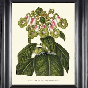 KOHLERIA Botanical Art Print H545 Beautiful Antique Flower White Pink Green Nature Living Dining Hallway Bedroom Office Home Wall Room Decor