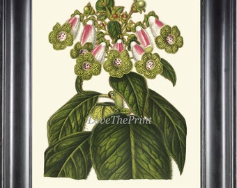 KOHLERIA Botanical Art Print H545 Beautiful Antique Flower White Pink Green Nature Living Dining Hallway Bedroom Office Home Wall Room Decor