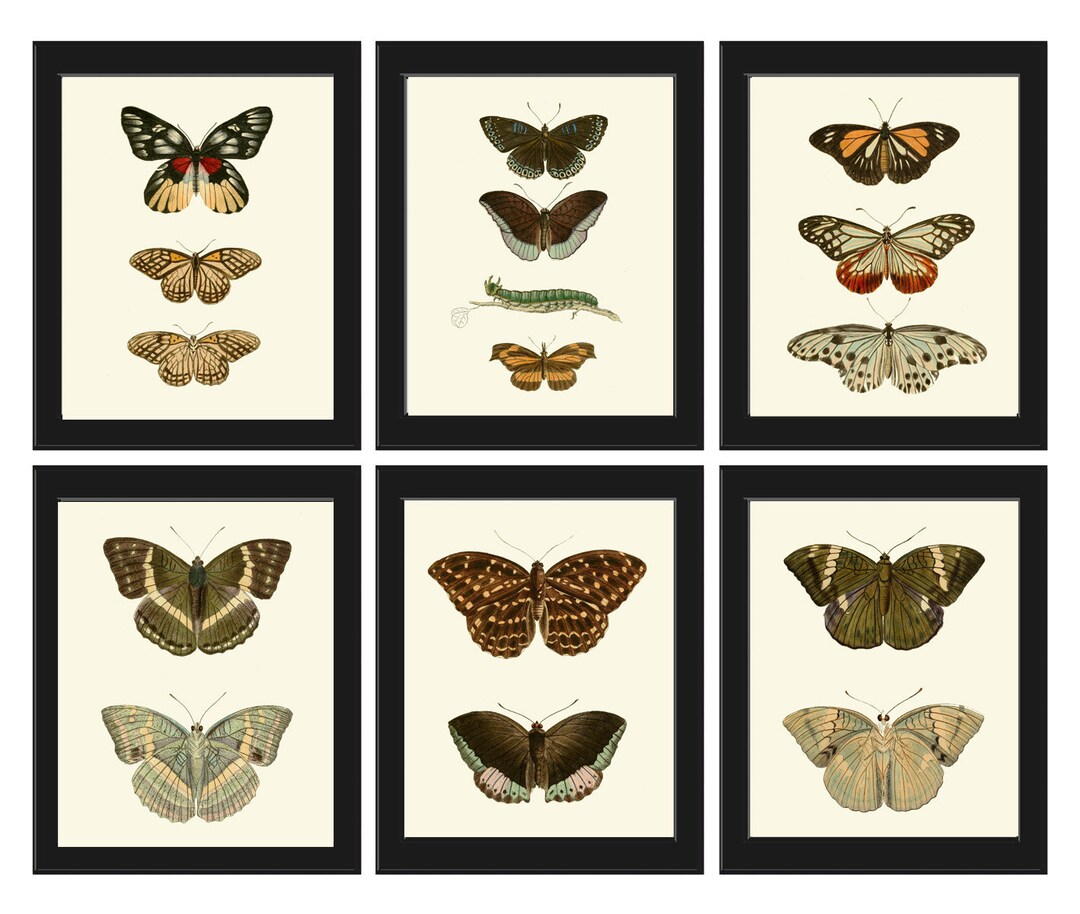 Vintage Butterfly Wall Art Prints Set of 6 DSFN Beautiful Antique ...