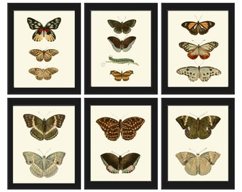 Vintage Butterfly Wall Art Prints set of 6 DSFN Beautiful Antique Illustration Chart Poster Science Modern Farmhouse Home Decor to Frame