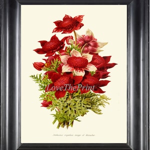 Anemone Flowers Botanical Wall Art Print IH876 Beautiful Antique Red White Green Illustration Outdoor Nature Home Room Decor to Frame IH