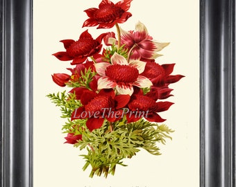 Flores de Anémona Botanical pared arte impresión IH876 hermoso verde rojo antiguo verde ilustración al aire libre naturaleza Home Habitación decoración a marco IH