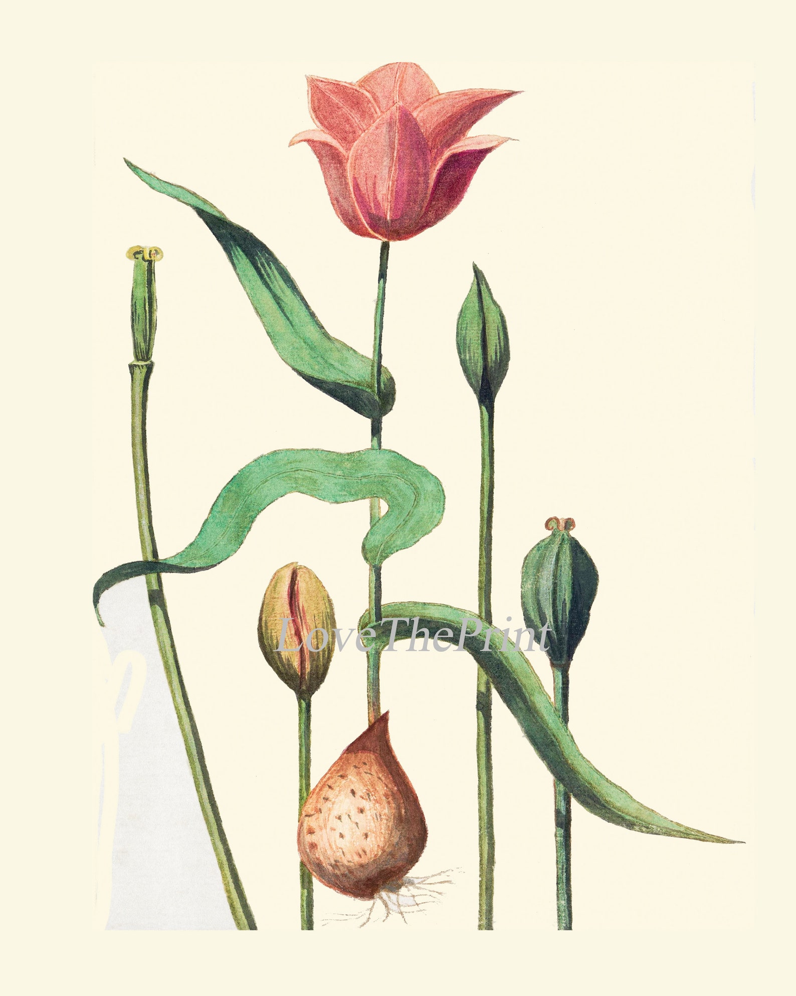 Tulips Botanical Wall Art Print Set of 16 Prints Beautiful Etsy