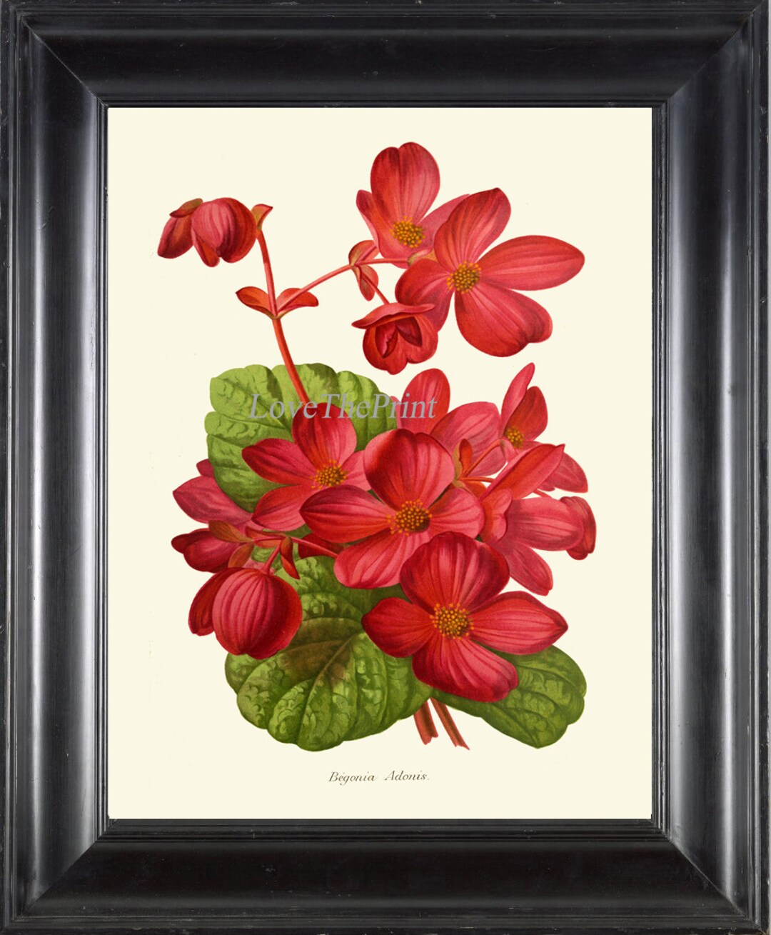 botanical☆ Fdk.
