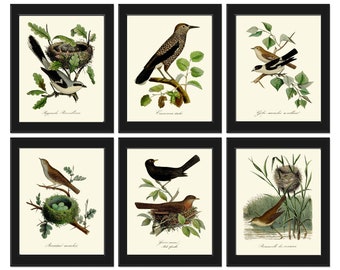 Vintage Bird Nest Eggs Print Wall Art Set of 6 Beautiful Antique Home Farmhouse Dining Living Room Bedroom Kitchen Green Decor to Frame DCF