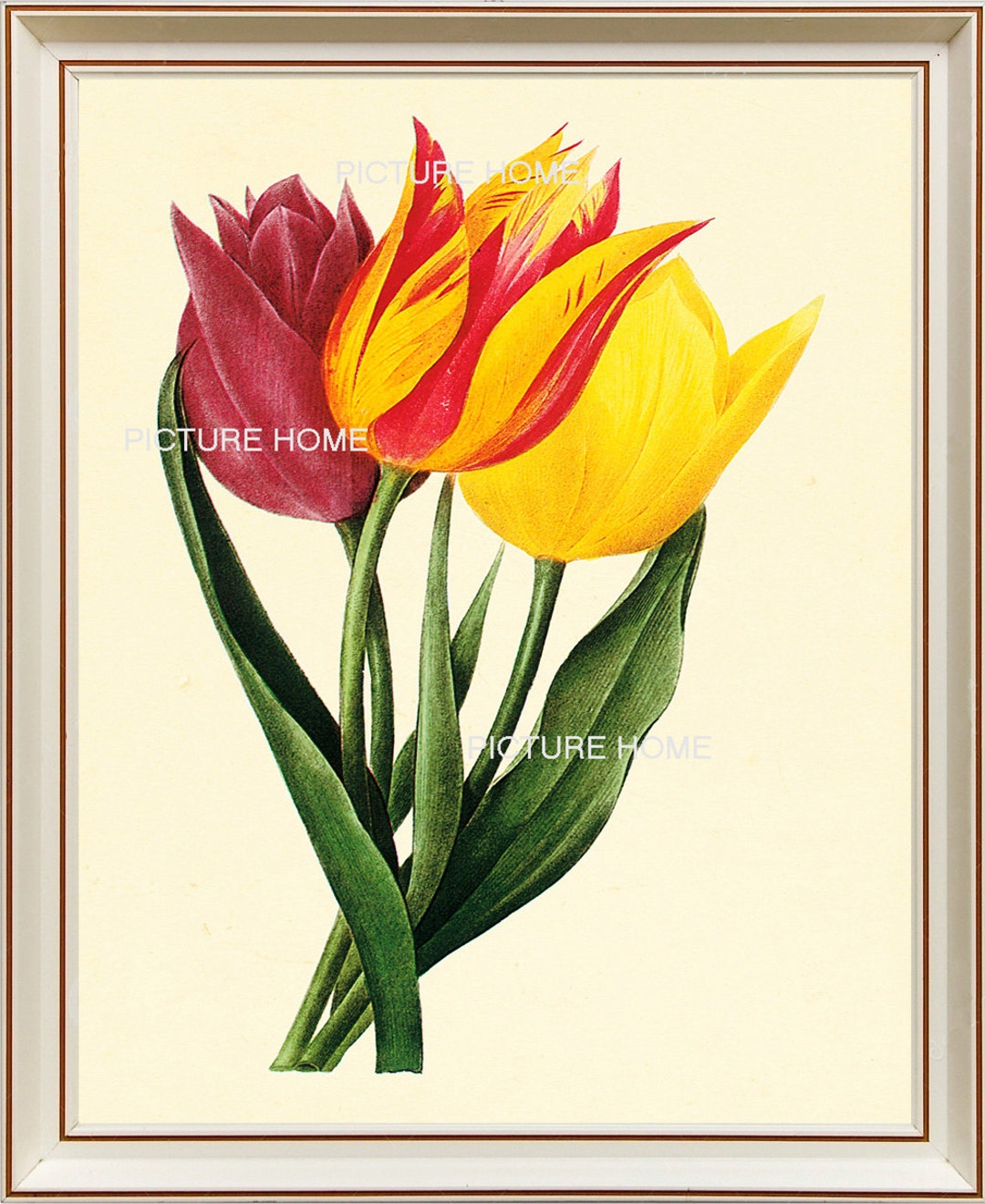 Tulip Botanical Print 180 Beautiful 8X10 Antique Redoute Art Room ...