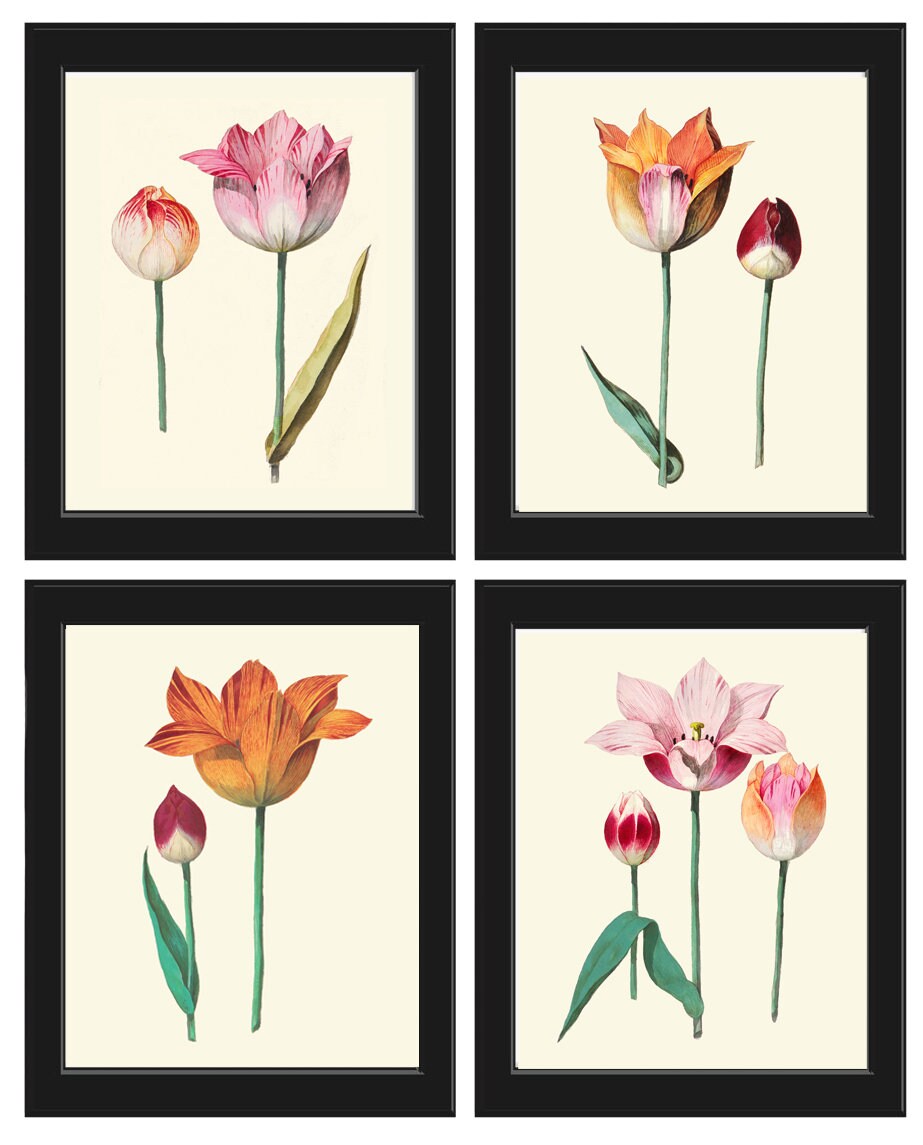 Tulip Botanical Prints Set of 4 Beautiful Antique Pink White | Etsy