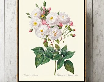White Rose Botanical Wall Art Print LRR1 Beautiful Antique French Garden Flowers Home Room Decor Cottage Interior Design Decoration to Frame
