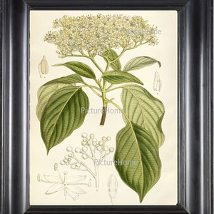 Botanical Art Print Dogwood Tree Plant B14 Beautiful White Green Flowering Garden Tree Nature Natual Science Home Wall Decor Interior Design