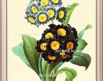 Flower Botanical Print 10 Beautiful 8X10 Antique Redoute Art Room Decoration Wall Art to Frame Summer Garden Interior Design