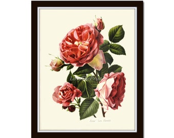 Roses Botanical Wall Art Print IH718 Beautiful Antique Pink Cream Red Green Garden Nature Flowers Home Room Decor Picture Illustration IH