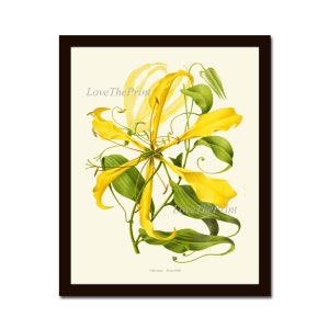 Yellow Lily Botanical Wall Art Print IH756 Beautiful Antique Large Pretty Colorful Flower Home Room Decor Interior Design to Frame IH