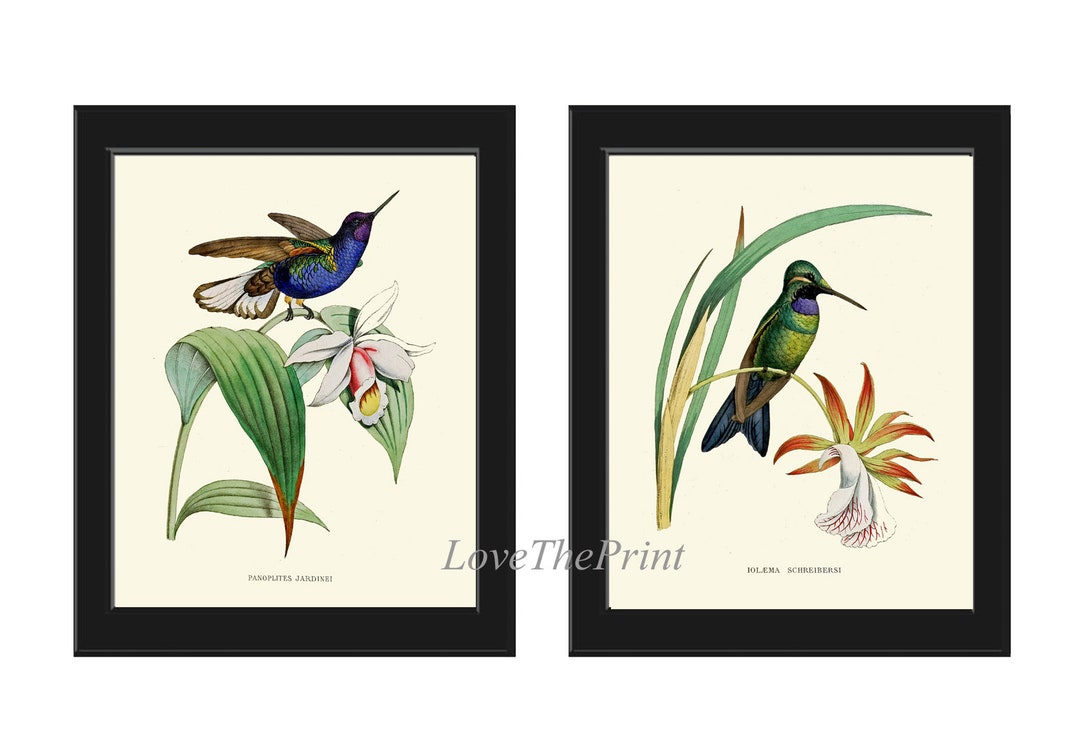 Hummingbird Dictionary Art Print - Vintage Nature Poster, Bird Illustration, Wall Hanging