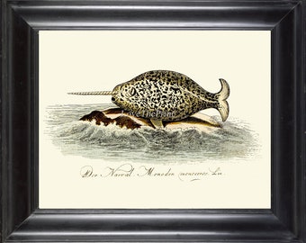 Narwhal Narwhale Whale Print GA401 Wall Art Beautiful Antique Sea Ocean Nautical Coastal Beach Cottage Interior Design Home Decor to Frame