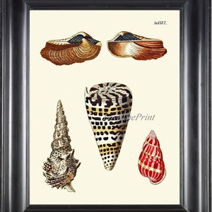 Seashell Print KN16 Wall Art Beautiful Antique Sea Ocean Shell Nautical Tropical Coastal Marine Caribbean Beach Cottage Home Decor to Frame