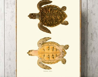 Hawskbill Sea Turtle Print Wall Art Ocean Beach Tortoise Home Decor TNE1 Beautiful Vintage Nature Natural Science Animal Home Decor to Frame
