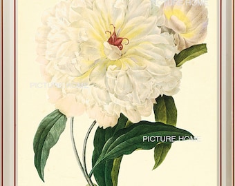 White Large Peony Botanical Print 111 Beautiful 8X10 Antique Redoute Art Room Decoration Wall Art to Frame Garden Nature Summer Spring