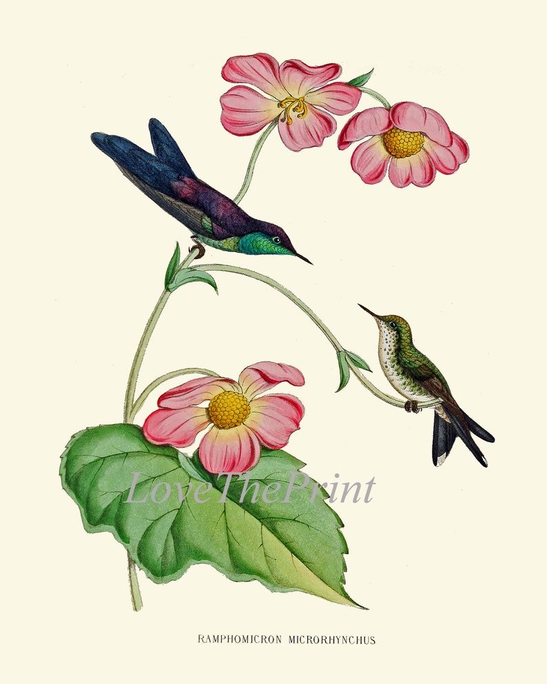 Hummingbird Print Wall Art Set of 2 Beautiful Antique Vintage - Etsy