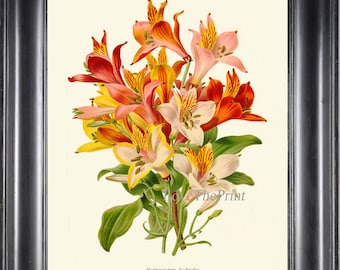 Peruvian Lily Botanical Wall Art Print IH900 Beautiful Antique Colorful White Yellow Red Pink Plant Home Room Decor Decoration to Frame IH