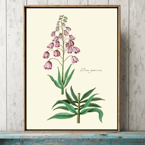 Pink Lily Botanical Wall Art Print ABD32 Beautiful Antique Vintage Flower Home Dining Room Bedroom Office Kitchen Cute Garden Decor to Frame
