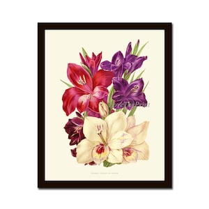 Gladiolus rosa weiß lila lila große botanische Wand Kunstdruck IH785 schöne antike Wohnzimmer Dekor Interior Design zu Rahmen IH
