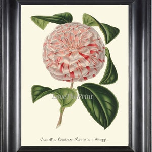 Vintage Botanical Wall Art Print Camellia Flower Pink White Beautiful Garden Gift Home Decor Illustration Painting Nature to Frame H285