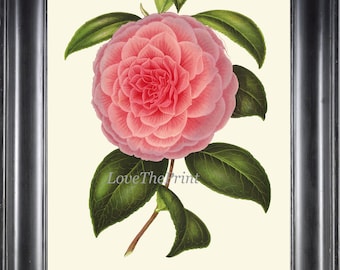 CAMELLIA Botanical Wall Art Print H538 Beautiful Antique Flower Pink Green Garden Blooming Plant Nature Home Room Decor Decoration to Frame