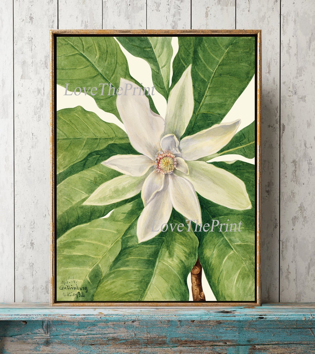 Magnolia Botanical Wall Art Print MVW9 Beautiful Antique White Tree ...